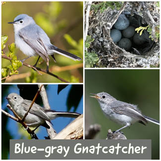 Blue-gray Gnatcatcher